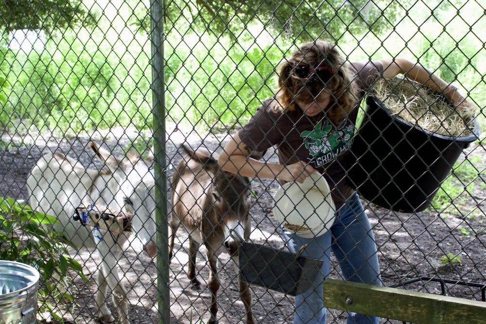 <p>Alexa Heilman feeds her donkeys, Lewis and Clark, at Grow Hub on Tuesday, July 8, 2025.</p>