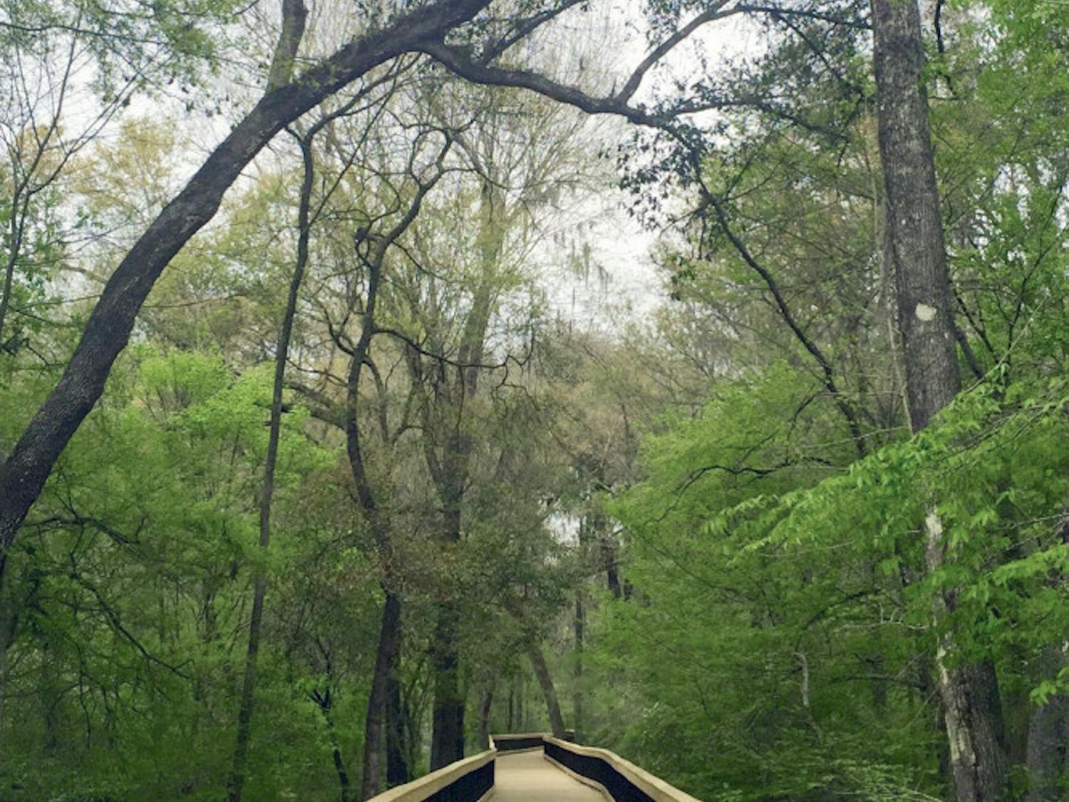 Pictured is the renovated Loblolly Woods Nature Park boardwalk on Eighth Avenue. The quarter-mile-long boardwalk is now open to the public after being closed for almost a year for repairs to holes and the side rails.