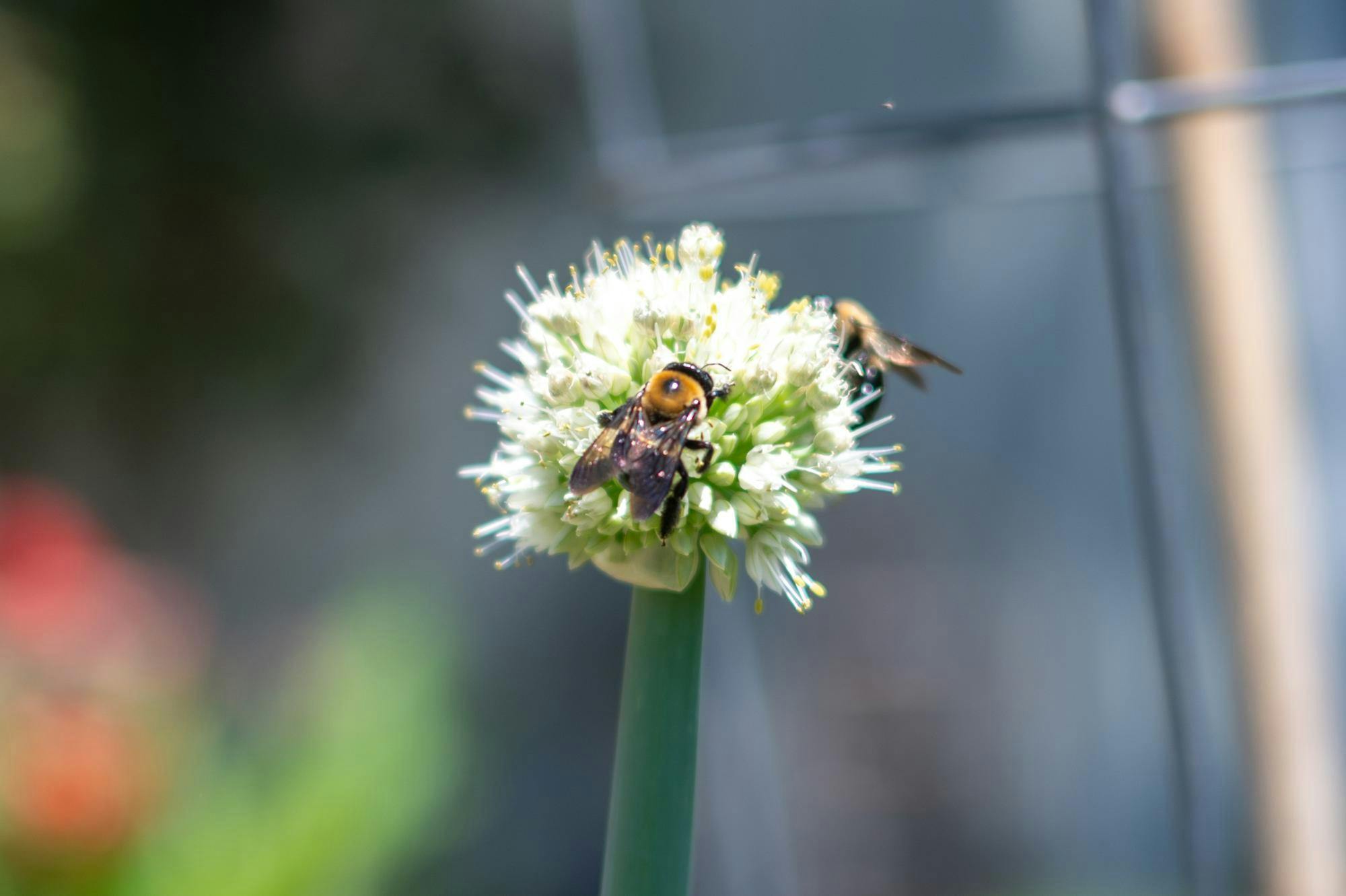 Bees pollinate flowers in a garden in the Oak Hammock Community in Gainesville, Fla., Friday, April 17, 2026.