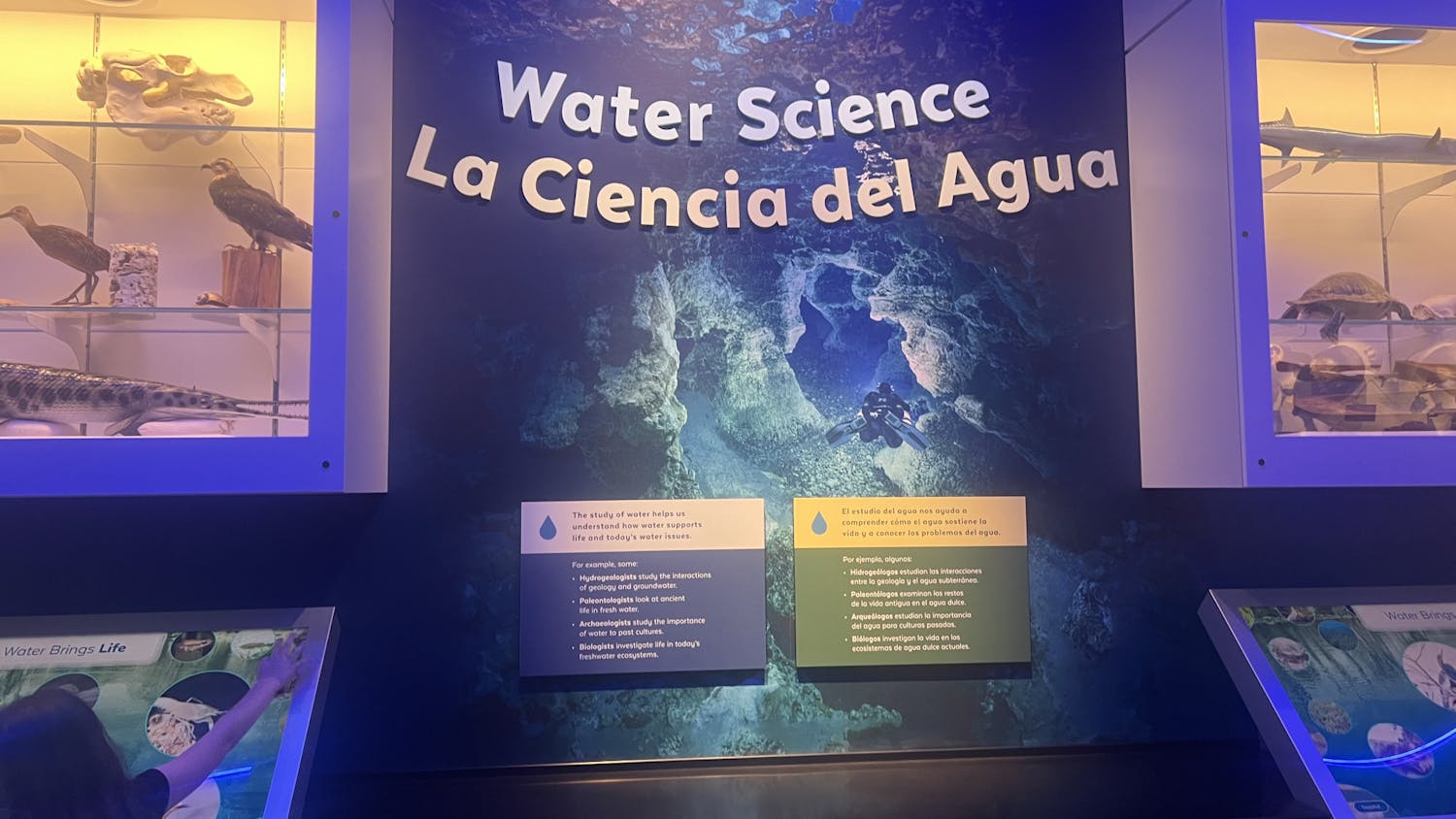 Florida Museum of Natural History, at 3215 Hull Road, debuts its first bilingual﻿ aquatic exhibit, Water Shapes Florida, on March 23, 2024. 