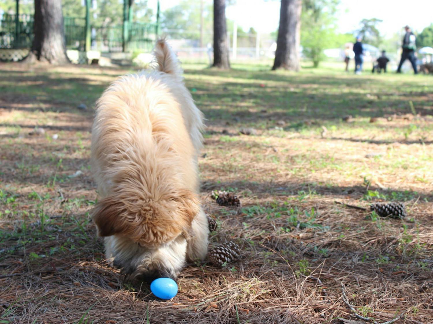 Luna, a soft-coated wheaten terrier, is trying to locate the treat hidden inside the plastic egg. She was one of more than 50 pups who attended the Easter egg hunt at Dogwood Park &amp; Daycare Saturday.