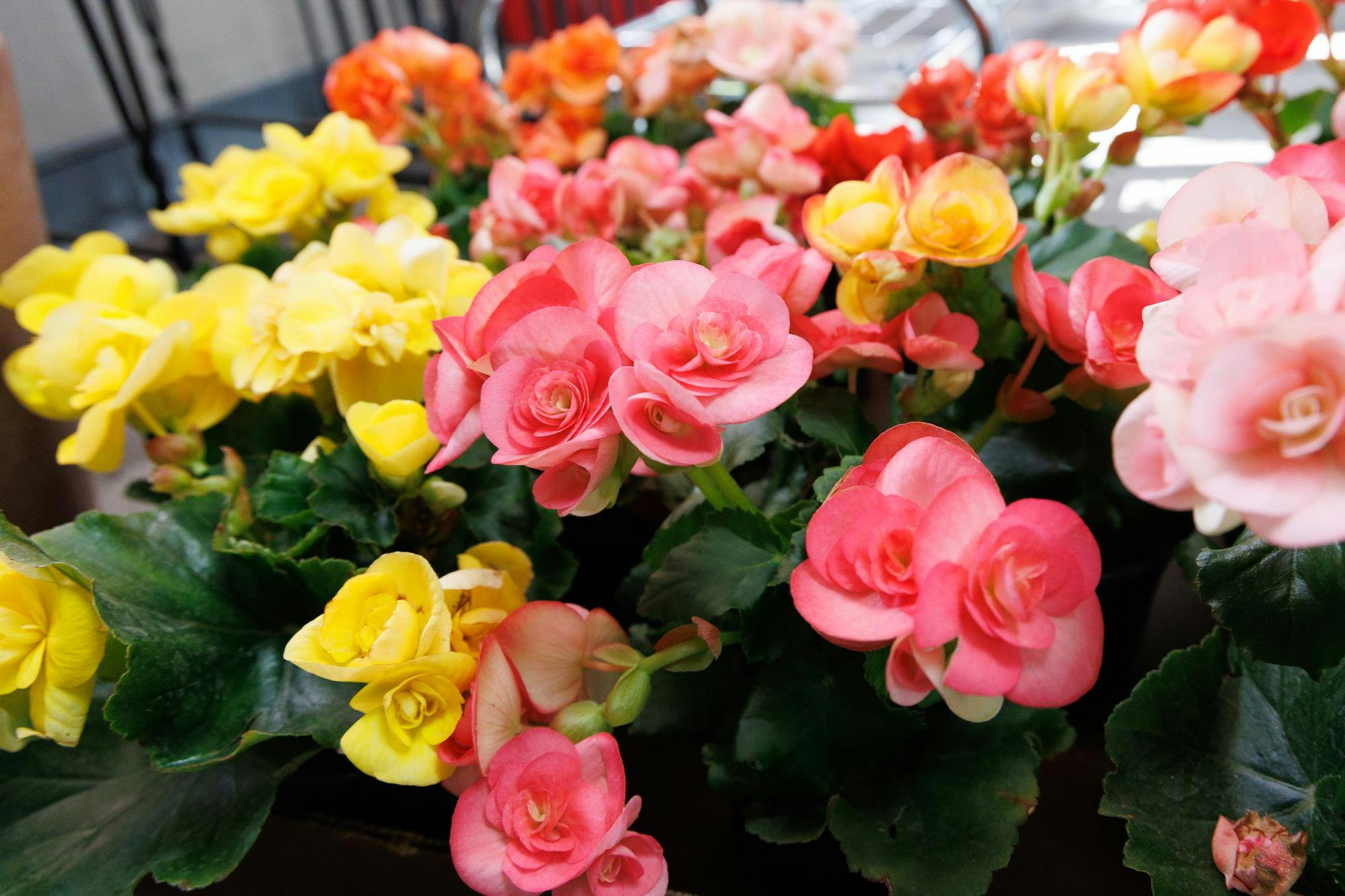 Potted begonias at The Flower Shop in Gainesville, Fla., Monday, Feb. 2, 2026.