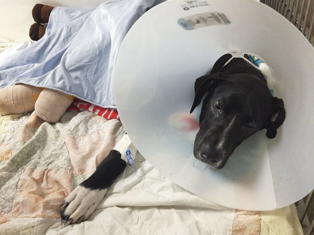 <p>Calvin, a 7-month-old Great Dane-Labrador mix and an unofficial mascot for the UF women’s soccer team, was hit by a car on Nov. 22, 2015. Brooke Smith set up a GoFundMe to help pay for his medical bills, which doctors estimate will cost $10,000.</p>