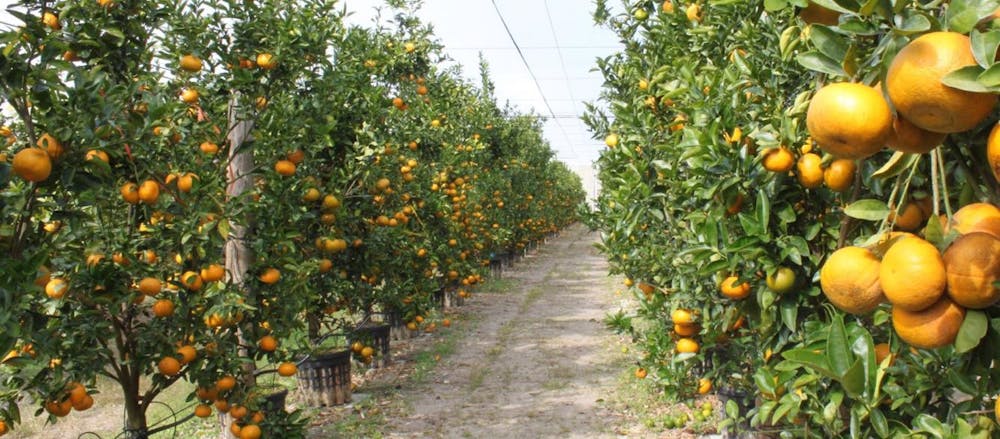 <p><span>Citrus greening is a disease that reduces the production of citrus, with symptoms including yellowing of the leaves, dying of the trees or branches, abnormally tasting fruit and no fruiting. This 1-acre Citrus Under Protective Screen, a mesh screening, protects these 2.5-year-old mandarin trees by blocking out the Asian citrus psyllid, an insect that carries the bacteria that causes greening. </span></p>