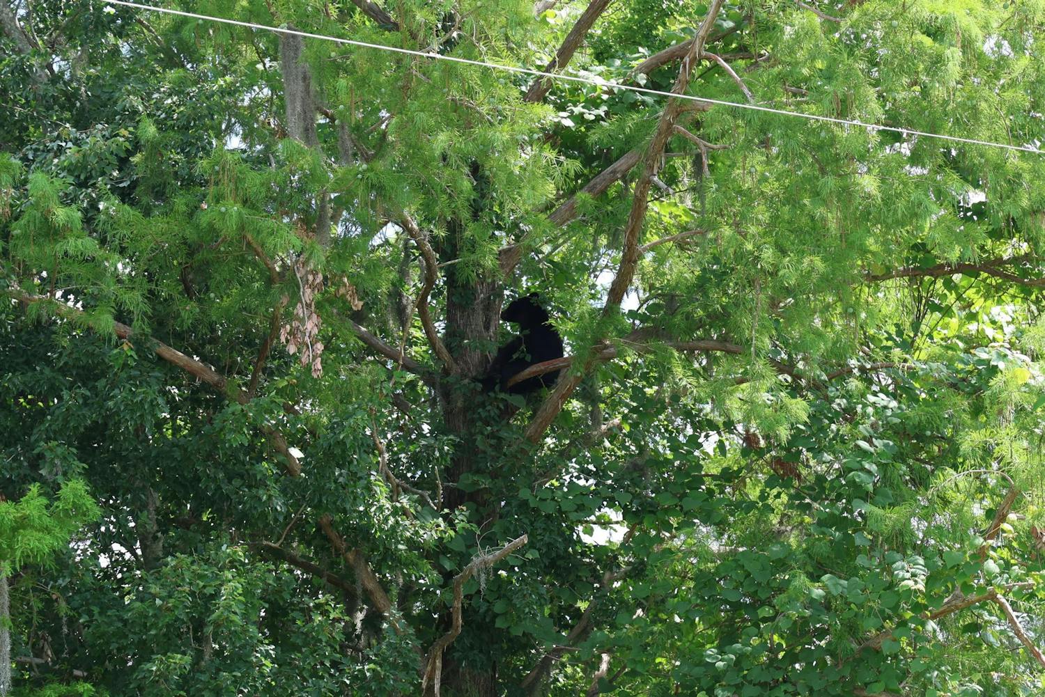 A black bear cub spotted on a tree near the UF Genetics Institute off Mowry Road on Thursday, June 13, 2024.