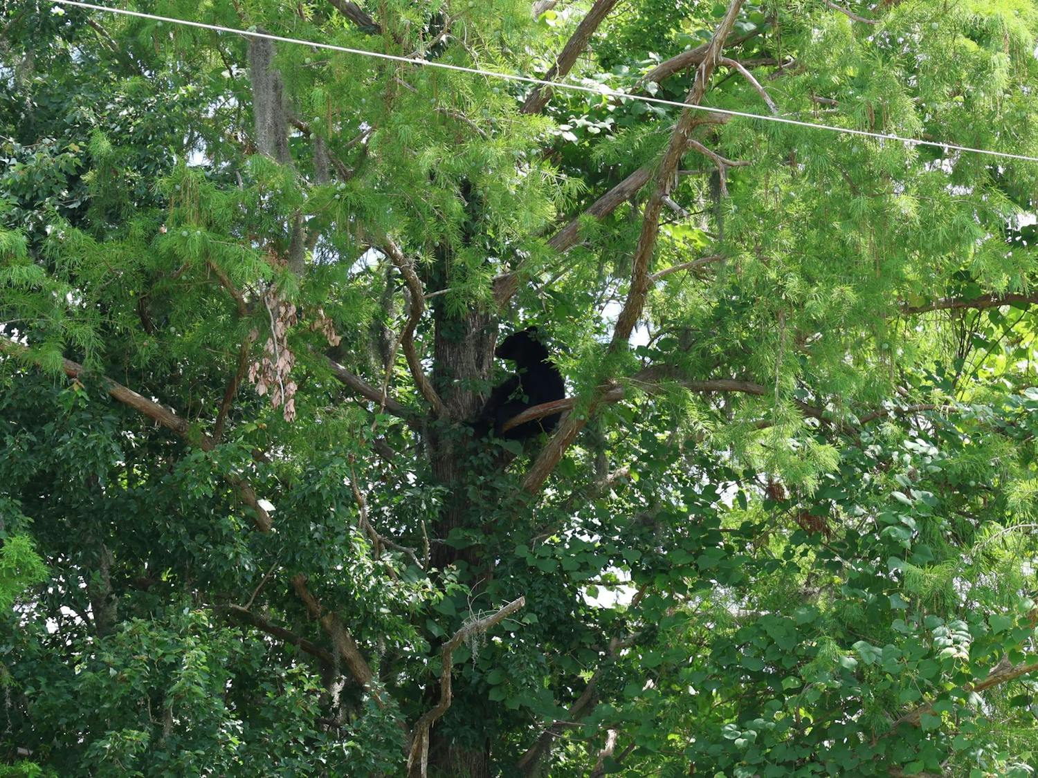 A black bear cub spotted on a tree near the UF Genetics Institute off Mowry Road on Thursday, June 13, 2024.