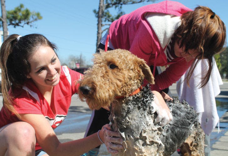 First-year veterinary students Lauren Brown, 23, and Patricia Diskant, 22, wash Kammie, a 4-year-old Airedale Terrier at Project HEAL’s dog wash Sunday. Dogs received a wash, nail trim and ear cleaning for a $5 donation.&nbsp;