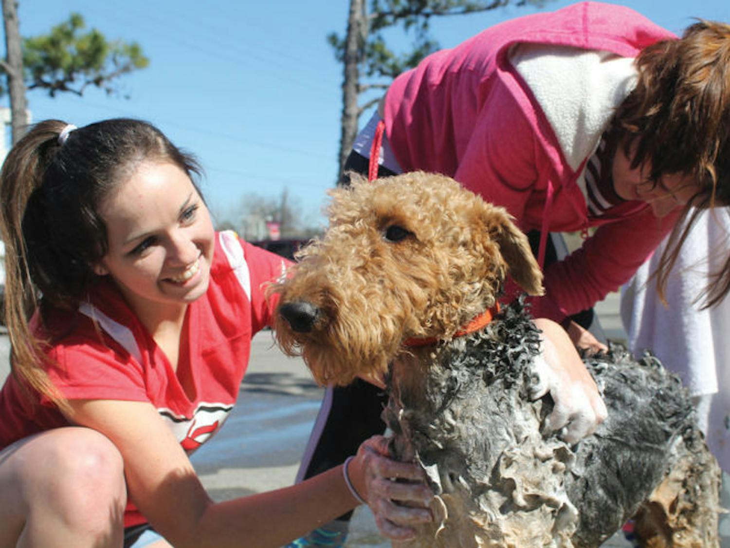 First-year veterinary students Lauren Brown, 23, and Patricia Diskant, 22, wash Kammie, a 4-year-old Airedale Terrier at Project HEAL’s dog wash Sunday. Dogs received a wash, nail trim and ear cleaning for a $5 donation.&nbsp;
