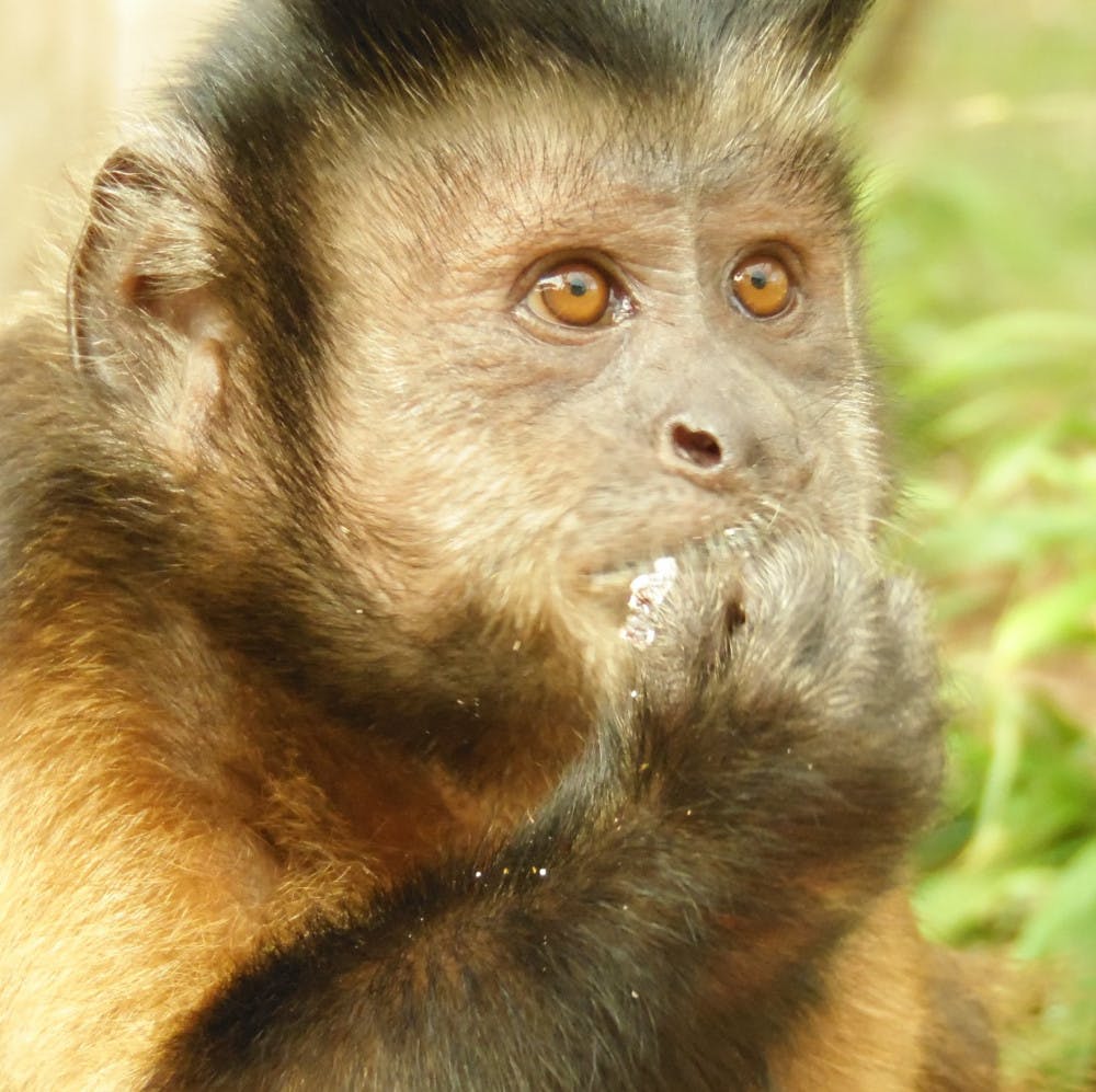 Carli, a 15-year-old Capuchin monkey