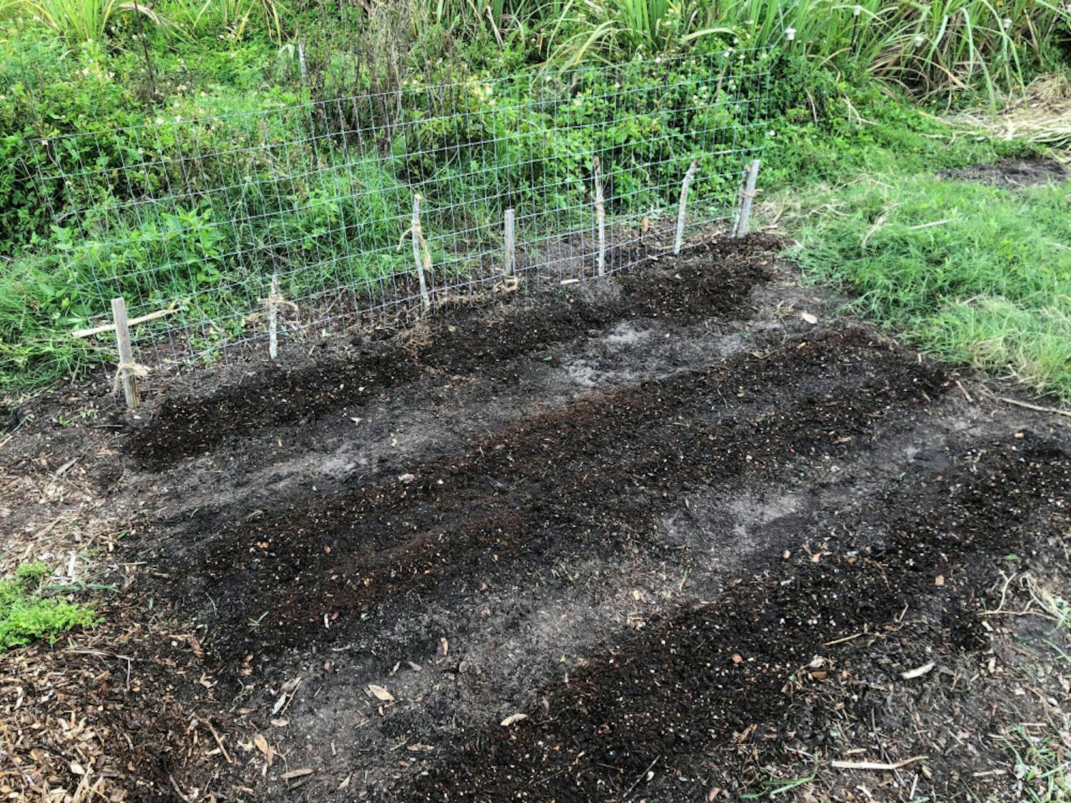Composting is a sustainable process that reduces greenhouse emissions. Daisy Andrews, a 22-year-old UF natural resource conservation senior, adds compost (the darker lines) on top of the seeds she planted.  