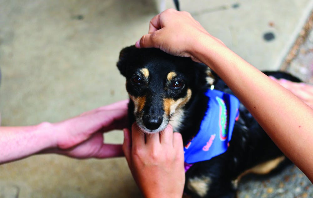 MegaHeart, a 2-year-old German Shepherd-Chihuahua mix, was rescued from a kill shelter in Kosovo. She was brought to UF by Happy Life Entitled Inc. to raise awareness about their nonprofit organization, which is aimed at saving the planet in addition to providing students a way to relieve stress. 