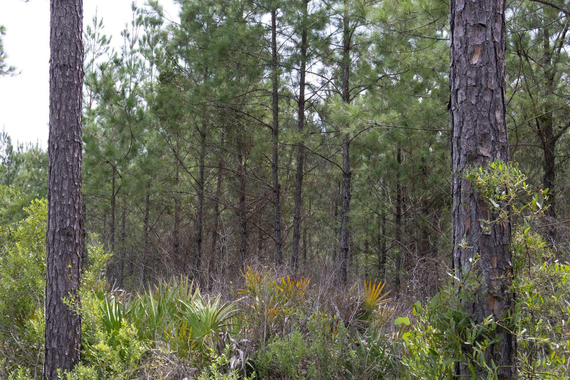 Trees recovering from April wildfires off of County Road 234 in Gainesville, Fla, Friday, August 28, 2026.