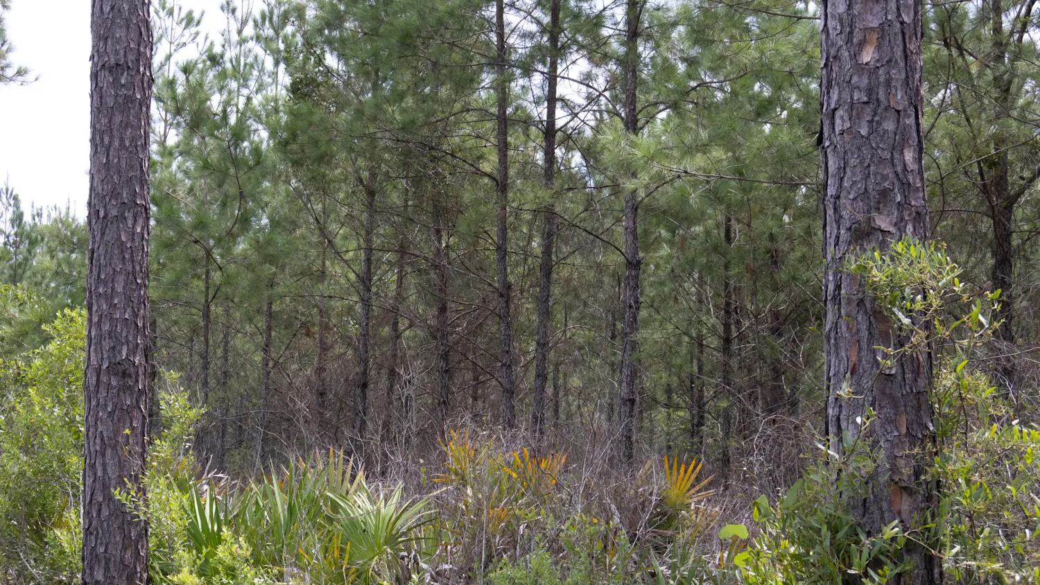 Trees recovering from April wildfires off of County Road 23, Friday, August 28, 2026, in Gainesville, Fla.