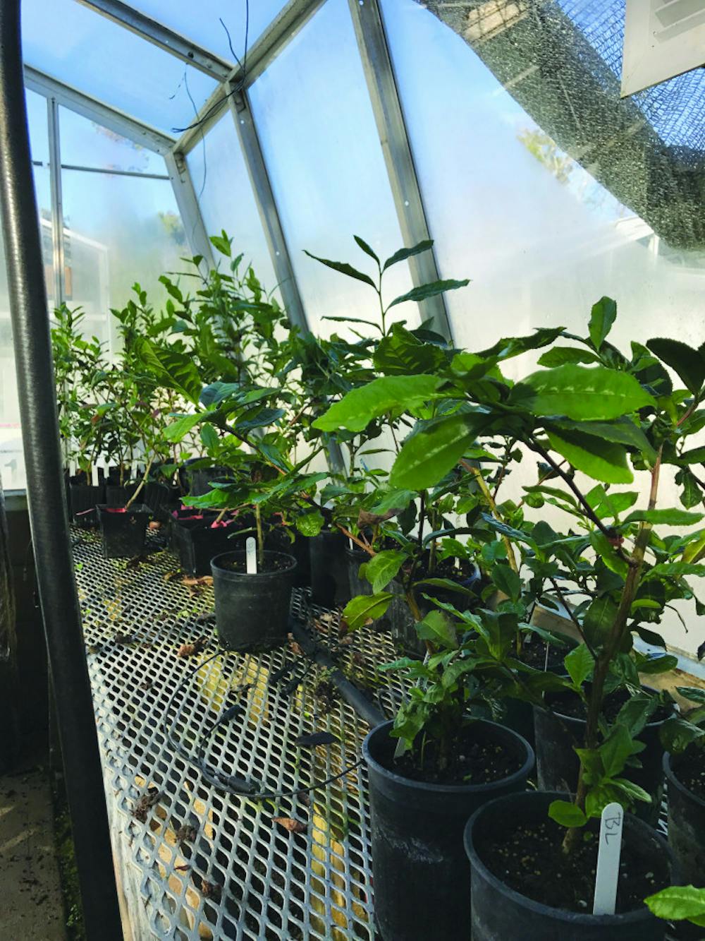<p><span id="docs-internal-guid-69a6165c-71e3-429f-8479-a0625367cc5d"><span>Researchers are growing potted camellias to determine if tea could be used as an alternative to Florida's citrus crop.</span></span></p>