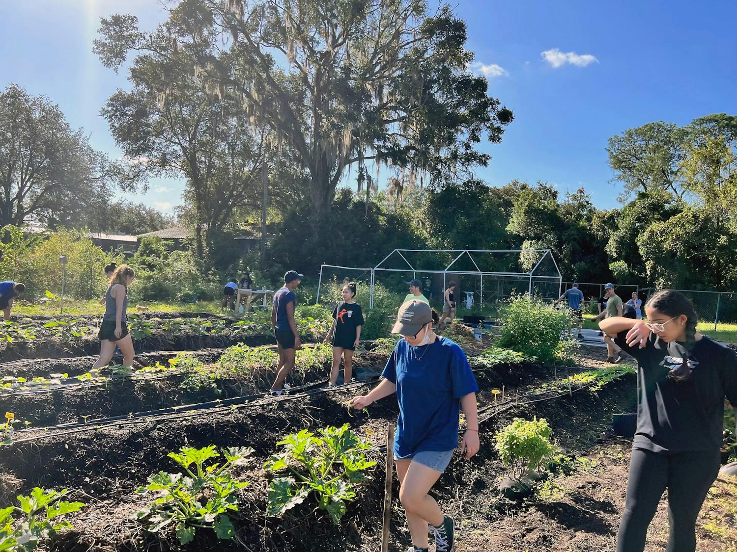 Courtesy to The Alligator