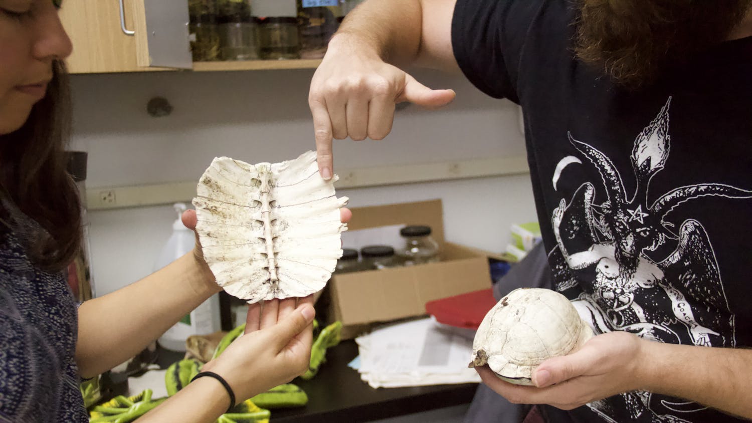 Sarah McGrath-Blaser (left) holds a Florida softshell turtle shell while Arik Hartmann (right) points to it, showing how the vertebrae is fused with the shell, at UF's Longo Lab on Wednesday, Oct. 27, 2021. "Turtles can't leave their shells because they are part of the skeleton," Hartmann said.