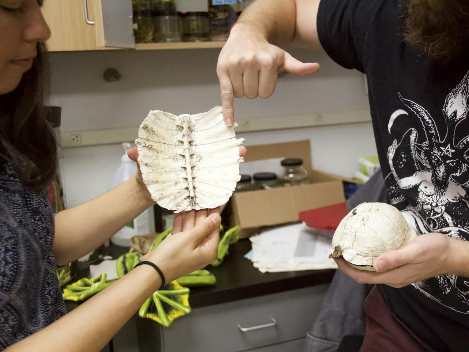 Sarah McGrath-Blaser (left) holds a Florida softshell turtle shell while Arik Hartmann (right) points to it, showing how the vertebrae is fused with the shell, at UF's Longo Lab on Wednesday, Oct. 27, 2021. "Turtles can't leave their shells because they are part of the skeleton," Hartmann said.