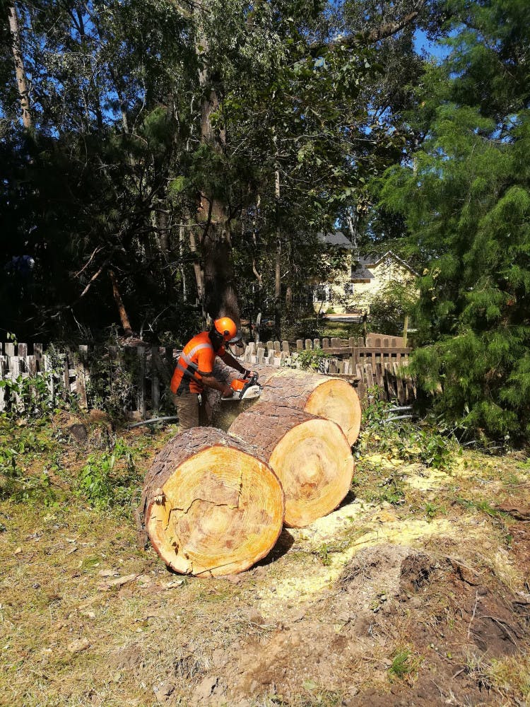 Ryan Krammes, a 28-year-old UF forest resources and conservation junior, used a chainsaw to separate a trunk in three parts, helping remove fallen trees in Tallahassee, Florida.