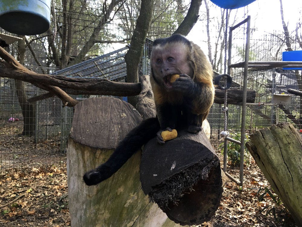 <p>Jersey, an 11-year-old Brown Capuchins monkey, enjoys a snack Tuesday afternoon at the Jungle Friends Primate Sanctuary. Jersey is one of the 25 monkies at the sanctuary.</p>