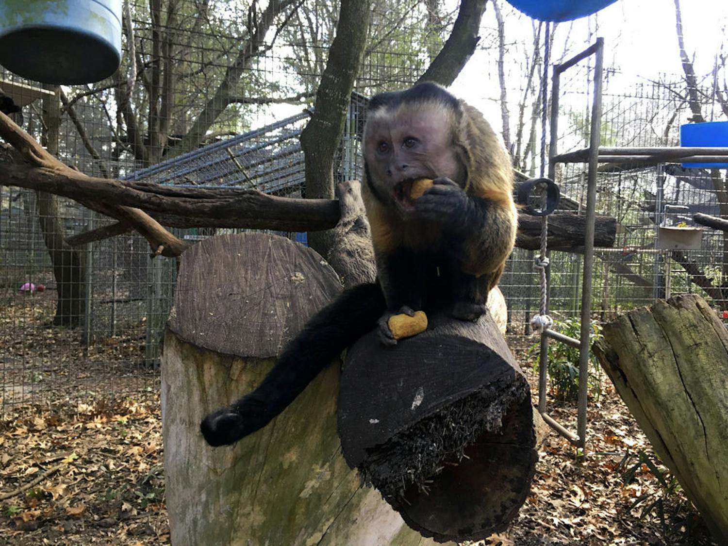 Jersey, an 11-year-old Brown Capuchins monkey, enjoys a snack Tuesday afternoon at the Jungle Friends Primate Sanctuary. Jersey is one of the 25 monkies at the sanctuary.