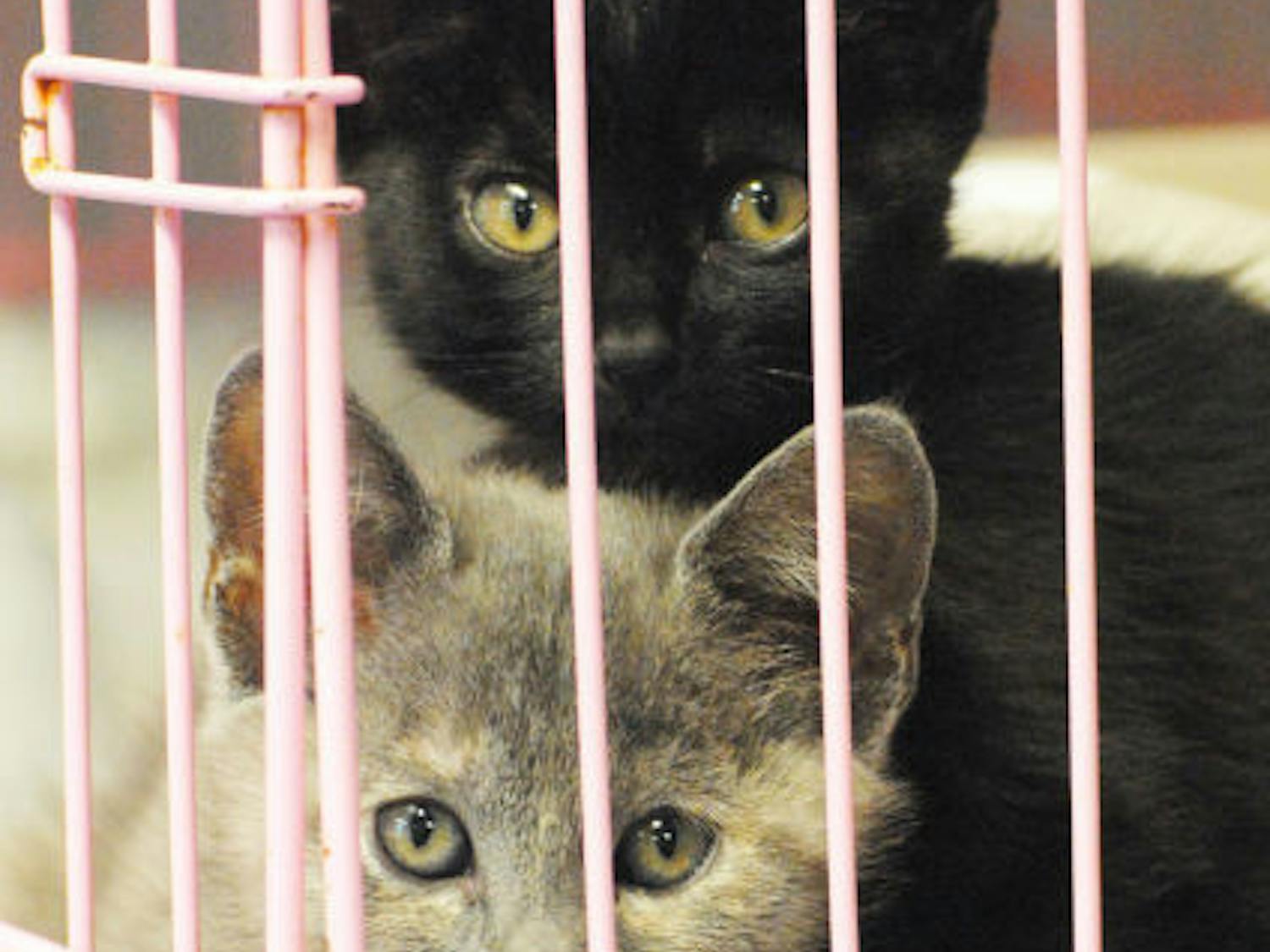 Two kittens sit in a cage at the Alachua County Humane Society on September 10, 2013.