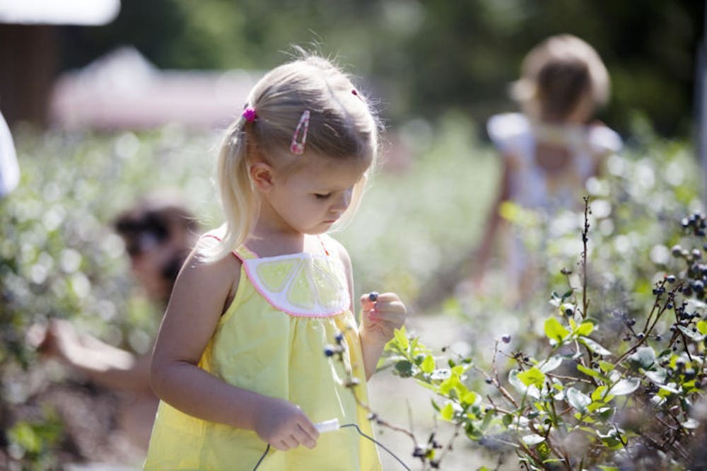 <p>Julia Goodrich, 4, inspects a freshly picked blueberry at the 301 Blueberry Farm during its annual Blueberry Festival Saturday morning. Her mother, Meredith Goodrich, 39, said it’s nice to be able to listen to live music while picking blueberries.</p>