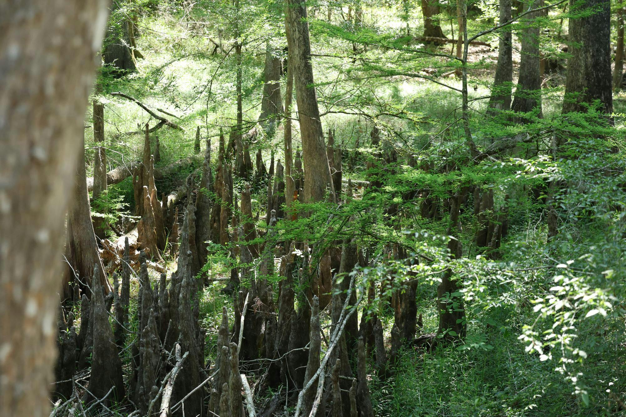Poe Springs in High Springs, Fla., Thursday, April 17, 2026.