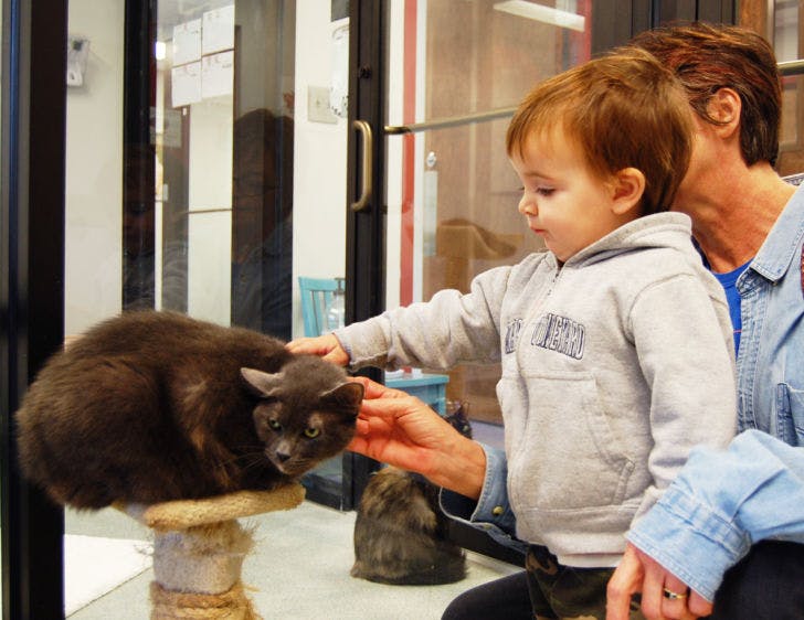 Dillan Gagnon, 2, and his grandmother Ellie Smith pet Tasha, a 4-year-old gray manx mix, Thursday afternoon at the Alachua County Humane Society.