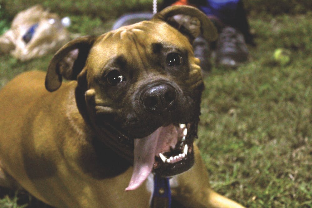 Porthos, a boxer, looks lovingly at the camera as he sits by the sidelines during 4-Legged Friends Week at Swamp Sports on Thursday. Dogs were the theme for the third week of Swamp Sports Kickball. Read the story on pg. 8.
