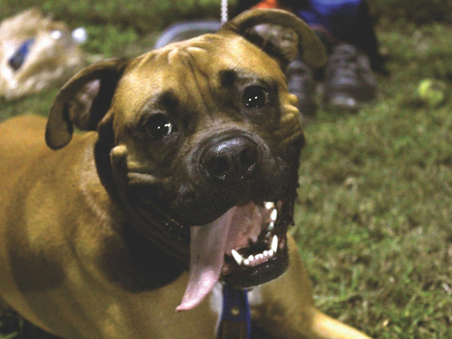 Porthos, a boxer, looks lovingly at the camera as he sits by the sidelines during 4-Legged Friends Week at Swamp Sports on Thursday. Dogs were the theme for the third week of Swamp Sports Kickball. Read the story on pg. 8.