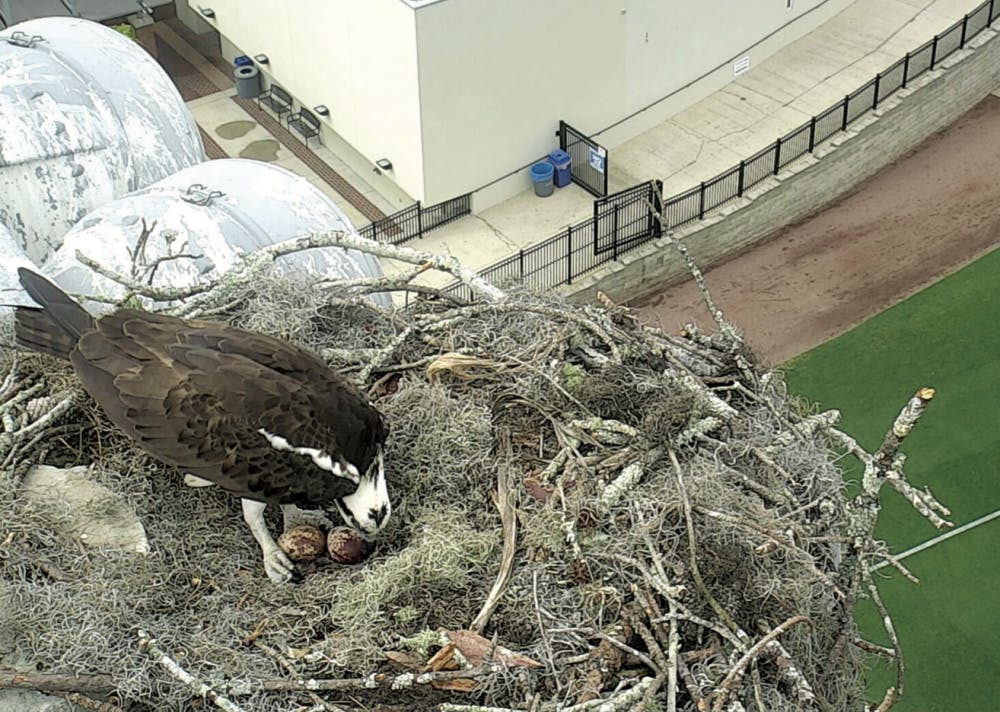 An osprey stands in its nest above UF’s Alfred A. McKethan Stadium with its two eggs. The future baby osprey’s parents, a male and female captured through a livestream established by the UF Department of Wildlife Ecology and Conservation, conceived the eggs in early March.