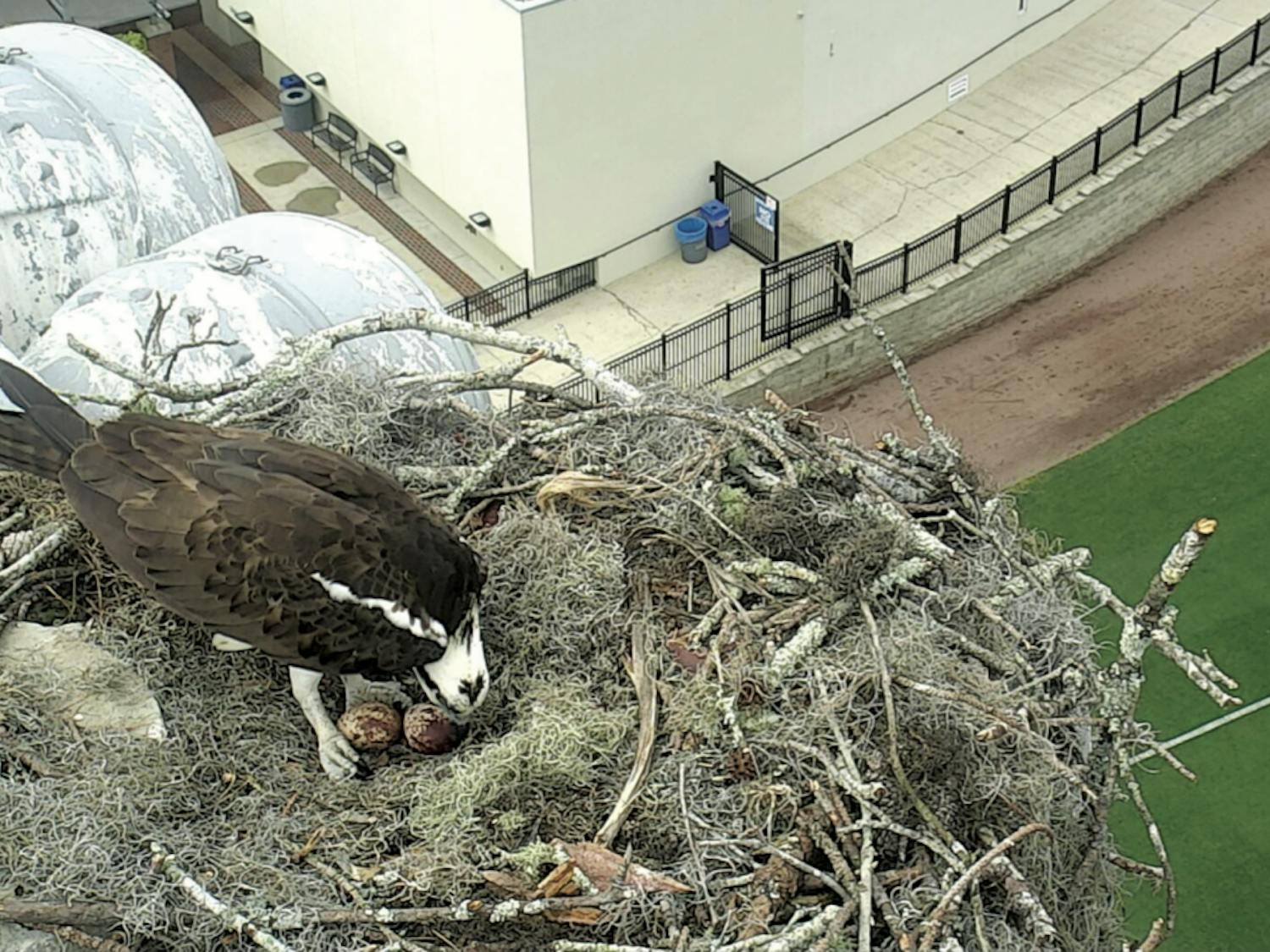 An osprey stands in its nest above UF’s Alfred A. McKethan Stadium with its two eggs. The future baby osprey’s parents, a male and female captured through a livestream established by the UF Department of Wildlife Ecology and Conservation, conceived the eggs in early March.