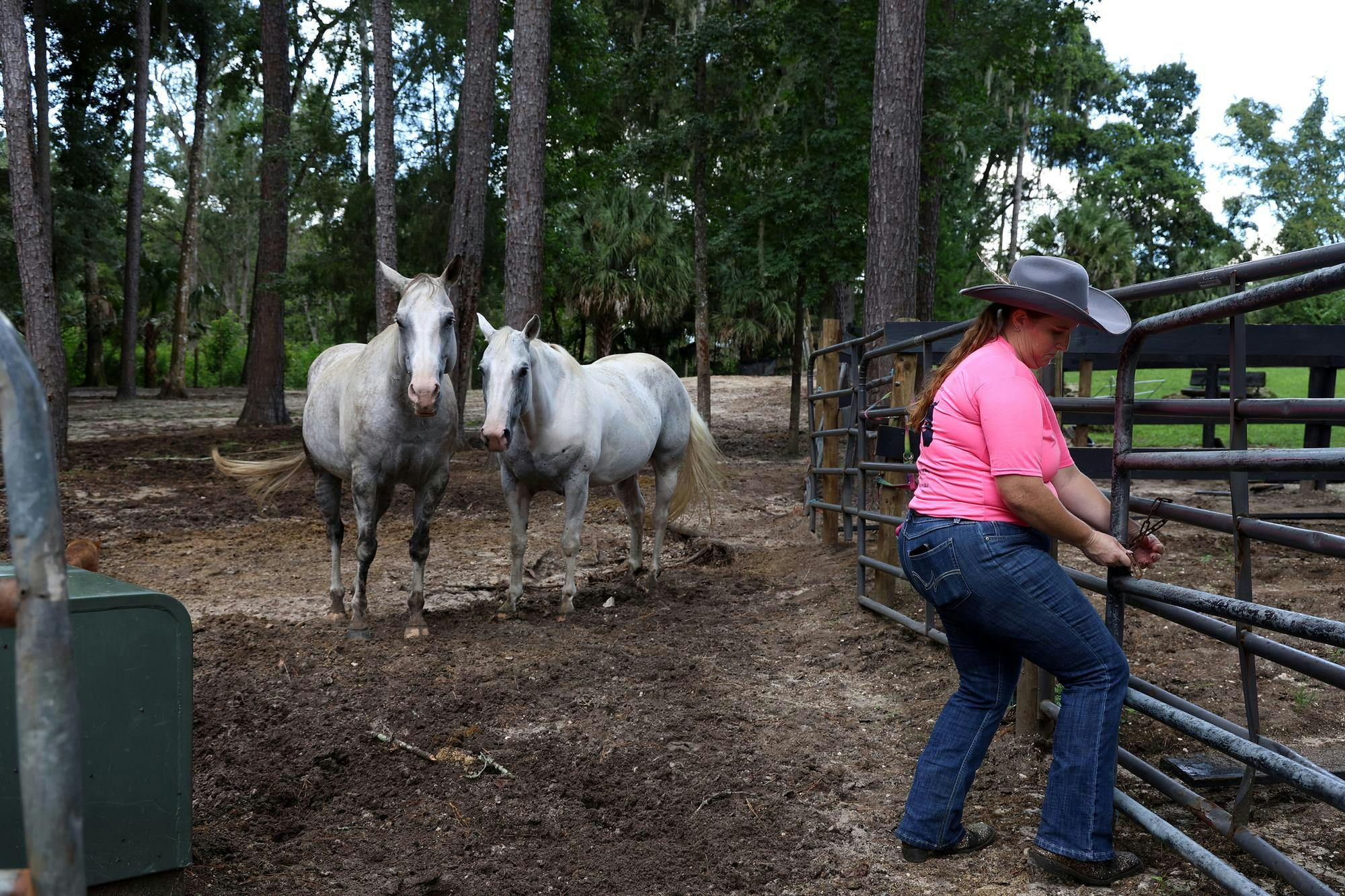 Dakota and Banner watch Ashley Culbreth, founder of Cypress Valley Farm, an agricultural education facility opens the gate to greet them, Sunday, Sept. 6, 2026, in Citra, Fla.