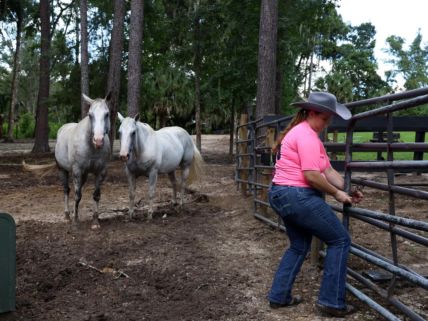 Dakota and Banner watch Ashley Culbreth, founder of Cypress Valley Farm, an agricultural education facility opens the gate to greet them, Sunday, Sept. 6, 2026, in Citra, Fla.