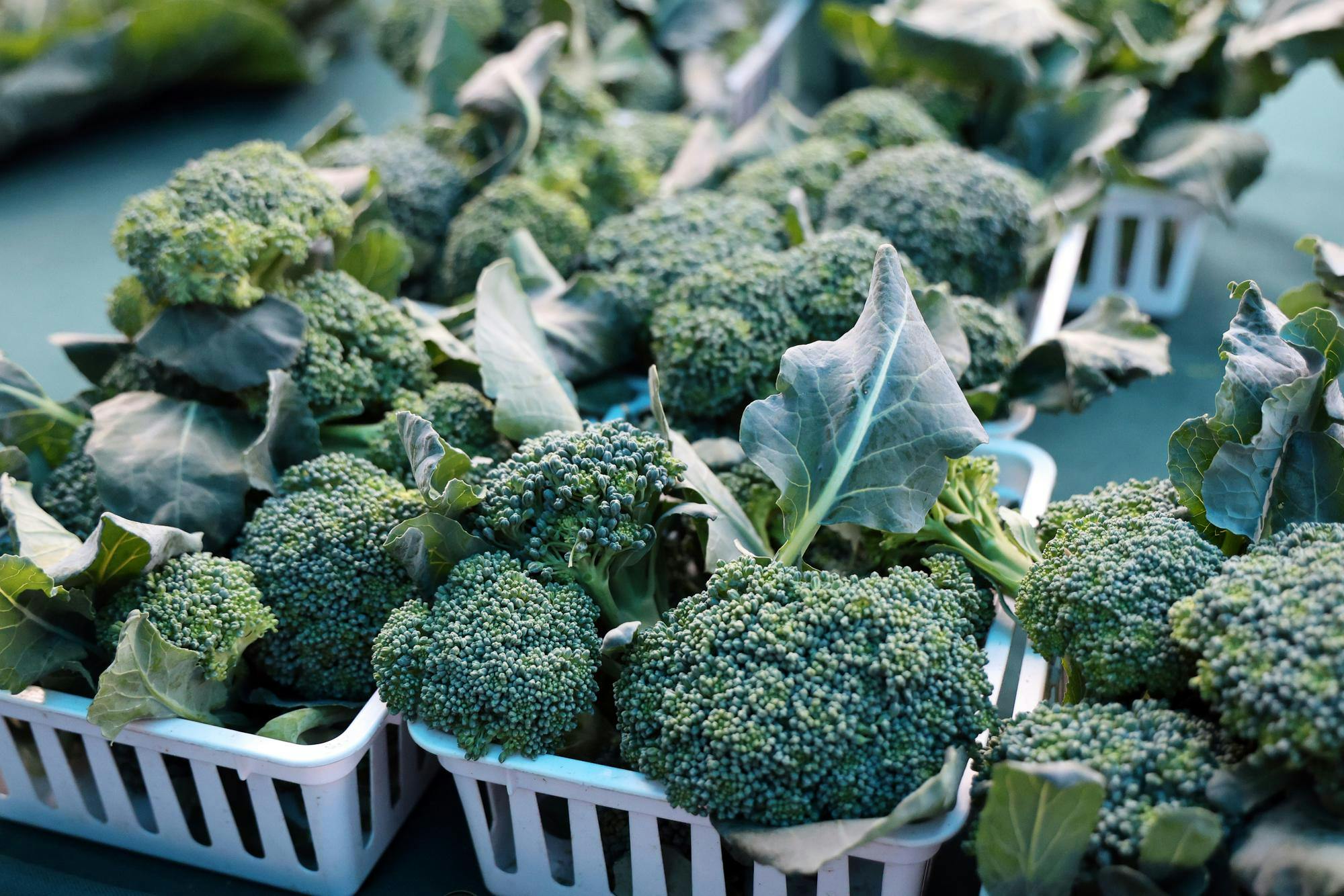 Broccoli is displayed for sale at Siembra Farm’s stand at the Haile Farmers Market in Gainesville, Fla., on Saturday, Feb. 28, 2026. 
