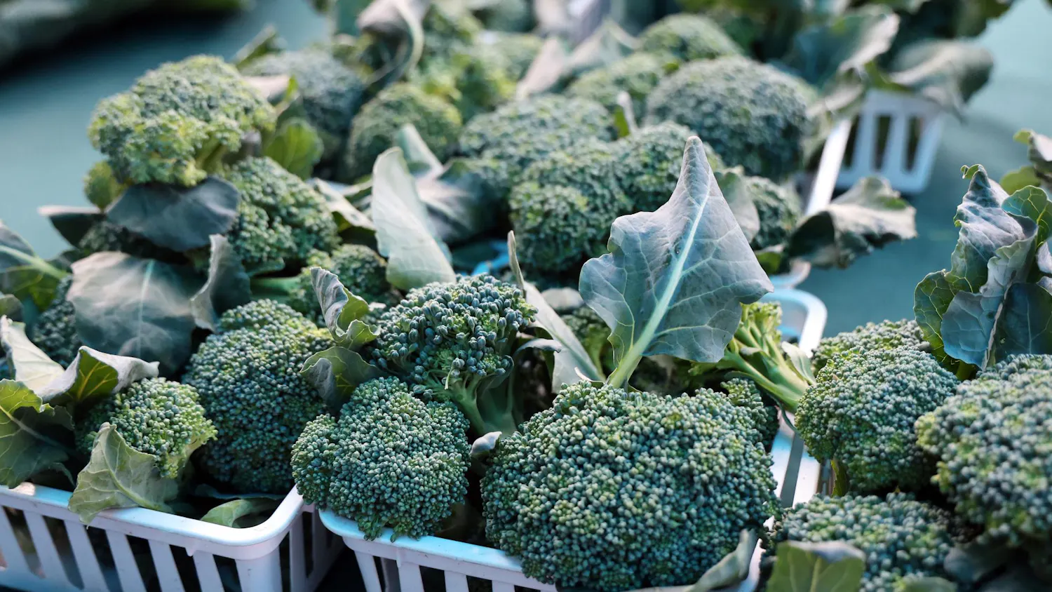 Broccoli is displayed for sale at Siembra Farm’s stand at the Haile Farmers Market in Gainesville, Fla., on Saturday, Feb. 28, 2026.