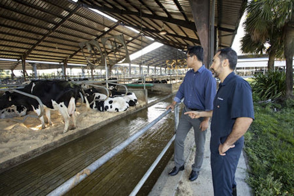 <p><span>KC Jeong, a UF/IFAS associate professor of animal sciences, and Dr. Klibs Galvao, an associate professor in the UF College of Veterinary Medicine, work to make cow bacteria less resistant to antibiotics. They are funded by a National Institute of Food and Agriculture grant.</span></p>