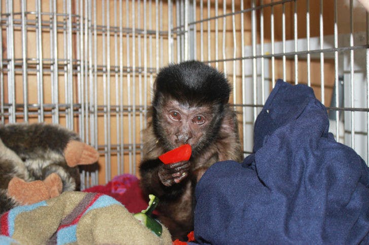 Wendell, a brown capuchin monkey living at the Jungle Friends Primate Sanctuary, was found blind Wednesday. Doctors determined high glucose levels cause Wendell temporarily blinded Wendell for four days. On Monday, the monkey regained his sight.