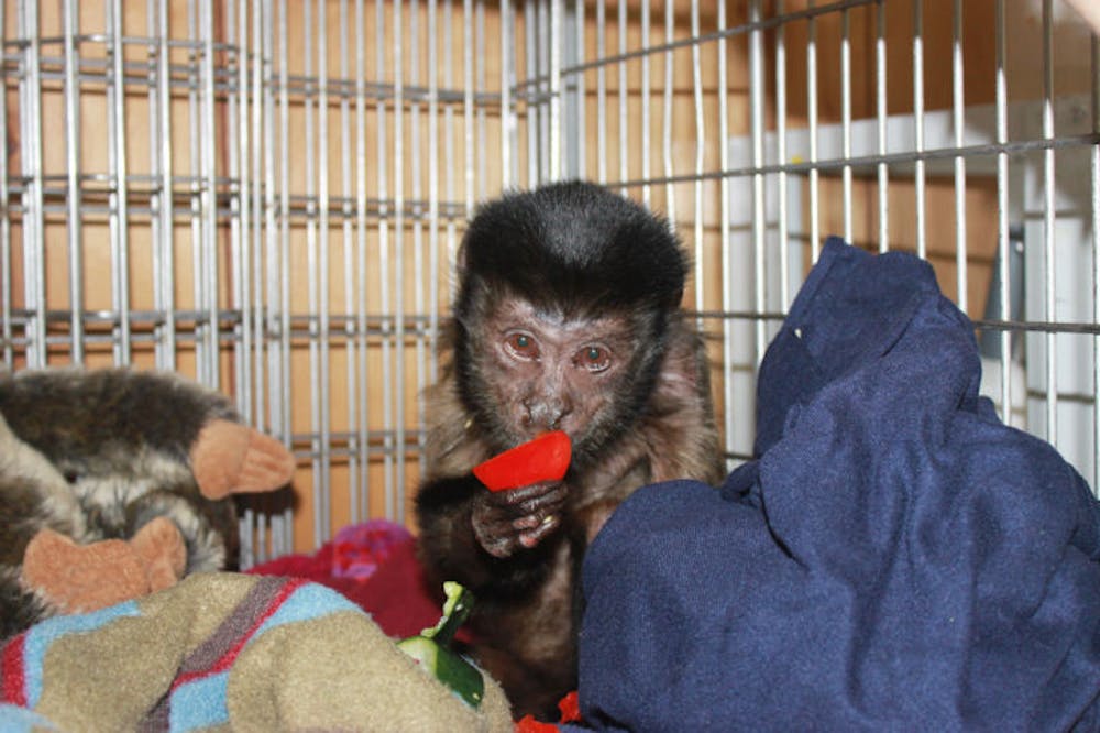 <p>Wendell, a brown capuchin monkey living at the Jungle Friends Primate Sanctuary, was found blind Wednesday. Doctors determined high glucose levels cause Wendell temporarily blinded Wendell for four days. On Monday, the monkey regained his sight.</p>