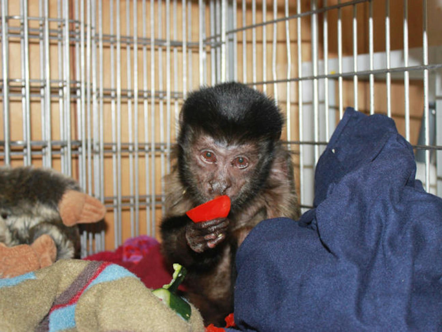 Wendell, a brown capuchin monkey living at the Jungle Friends Primate Sanctuary, was found blind Wednesday. Doctors determined high glucose levels cause Wendell temporarily blinded Wendell for four days. On Monday, the monkey regained his sight.