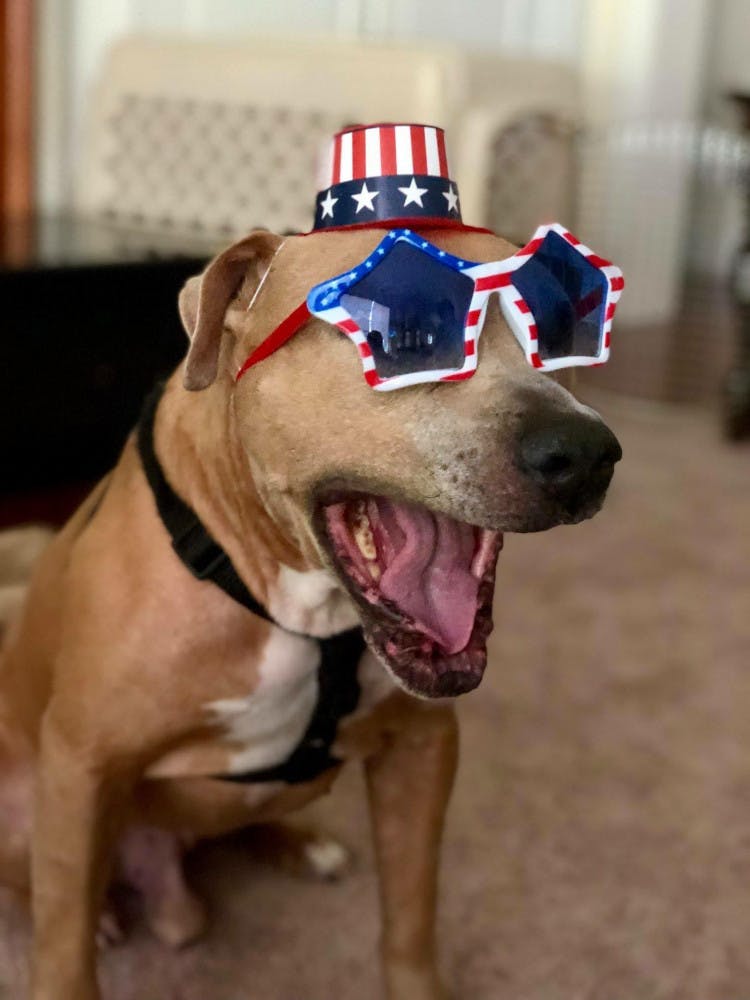 Blue, an 8-year-old terrier mix, is available for adoption at the July 21-22 Senior Prom event.