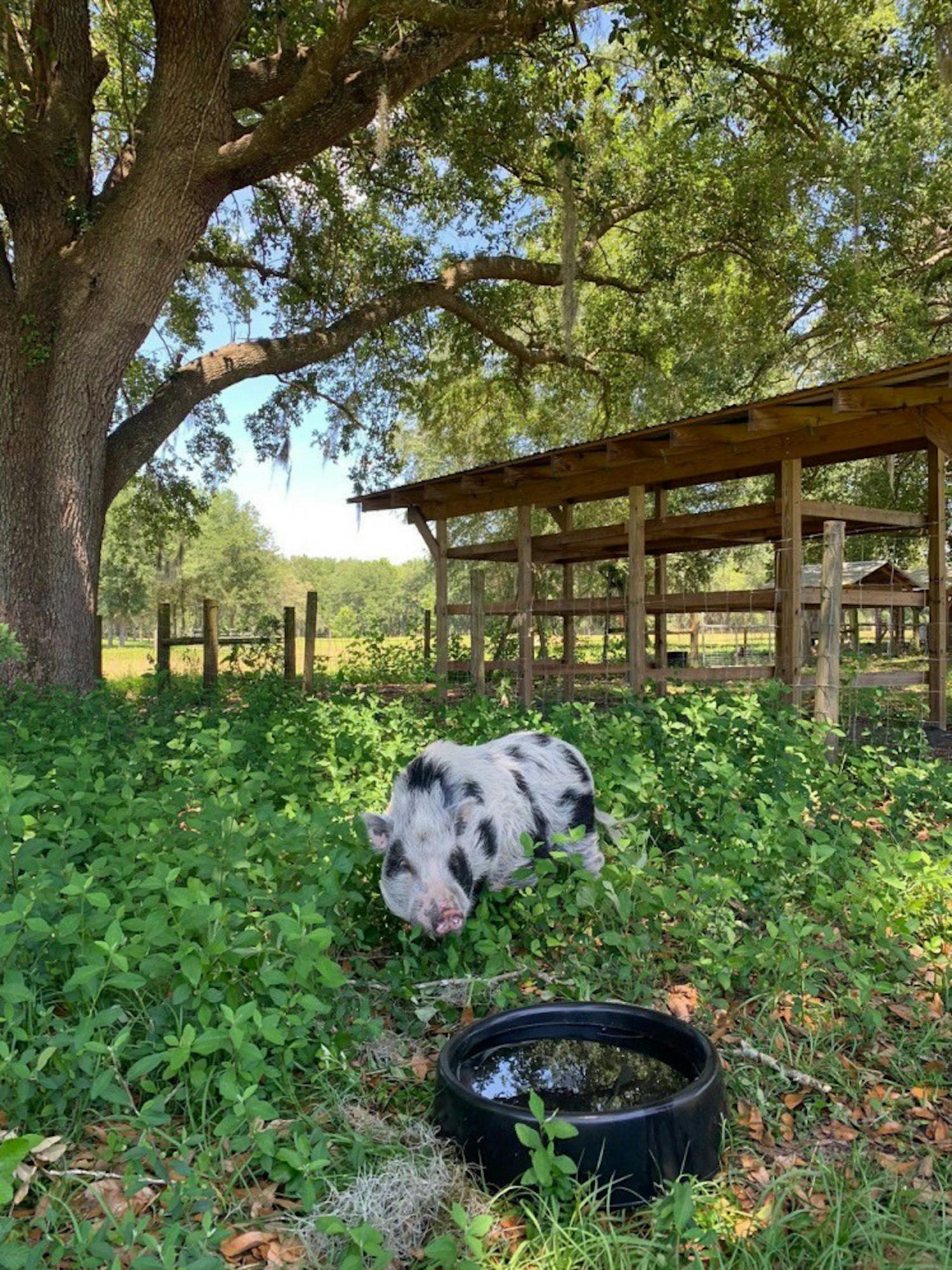 Toby, 2-year-old Potbelly pig, often referred to as a “mini pig” enjoying the afternoon at his new home in Peacefield. Toby was neglected in a confined space before a local animal rights activist brought him to Peacefield where he has acres to explore, friends to keep him company and lots of love.