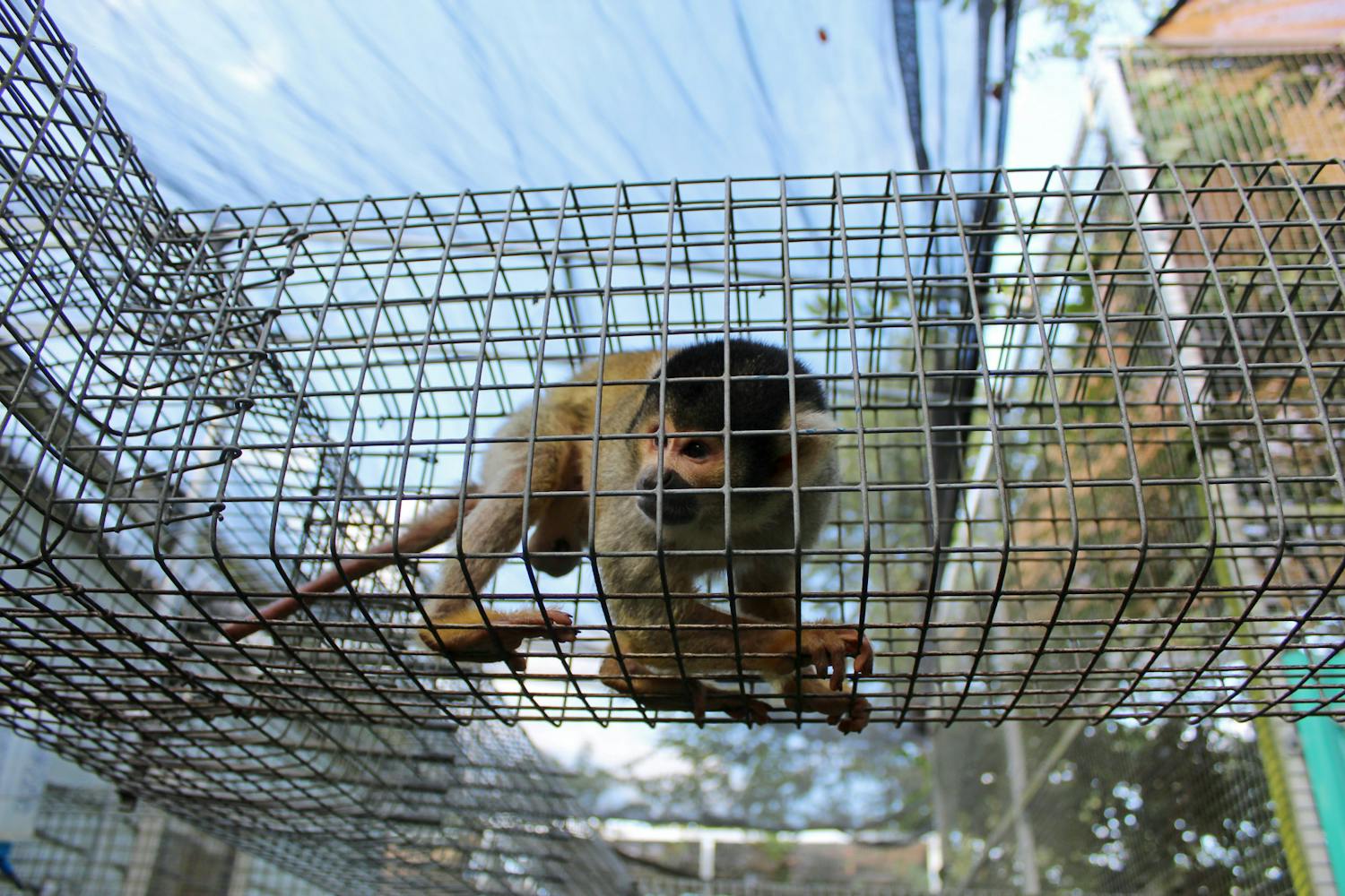 A squirrel monkey walks around its enclosure at the Jungle Friends Primate Sanctuary on Tuesday, Oct. 12, 2021.