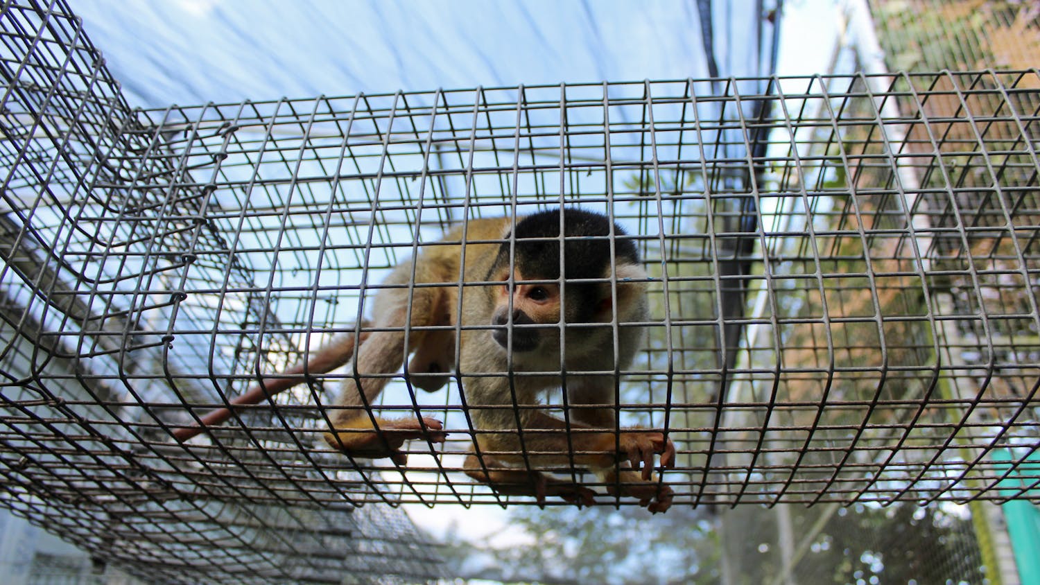 A squirrel monkey walks around its enclosure at the Jungle Friends Primate Sanctuary on Tuesday, Oct. 12, 2021.