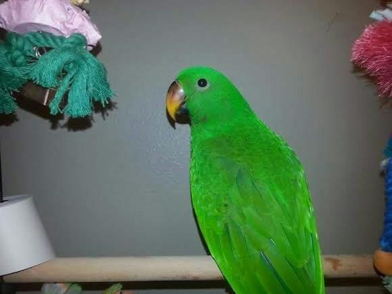 Koa,&nbsp;a 5-year-old Solomon Island eclectus parrot.