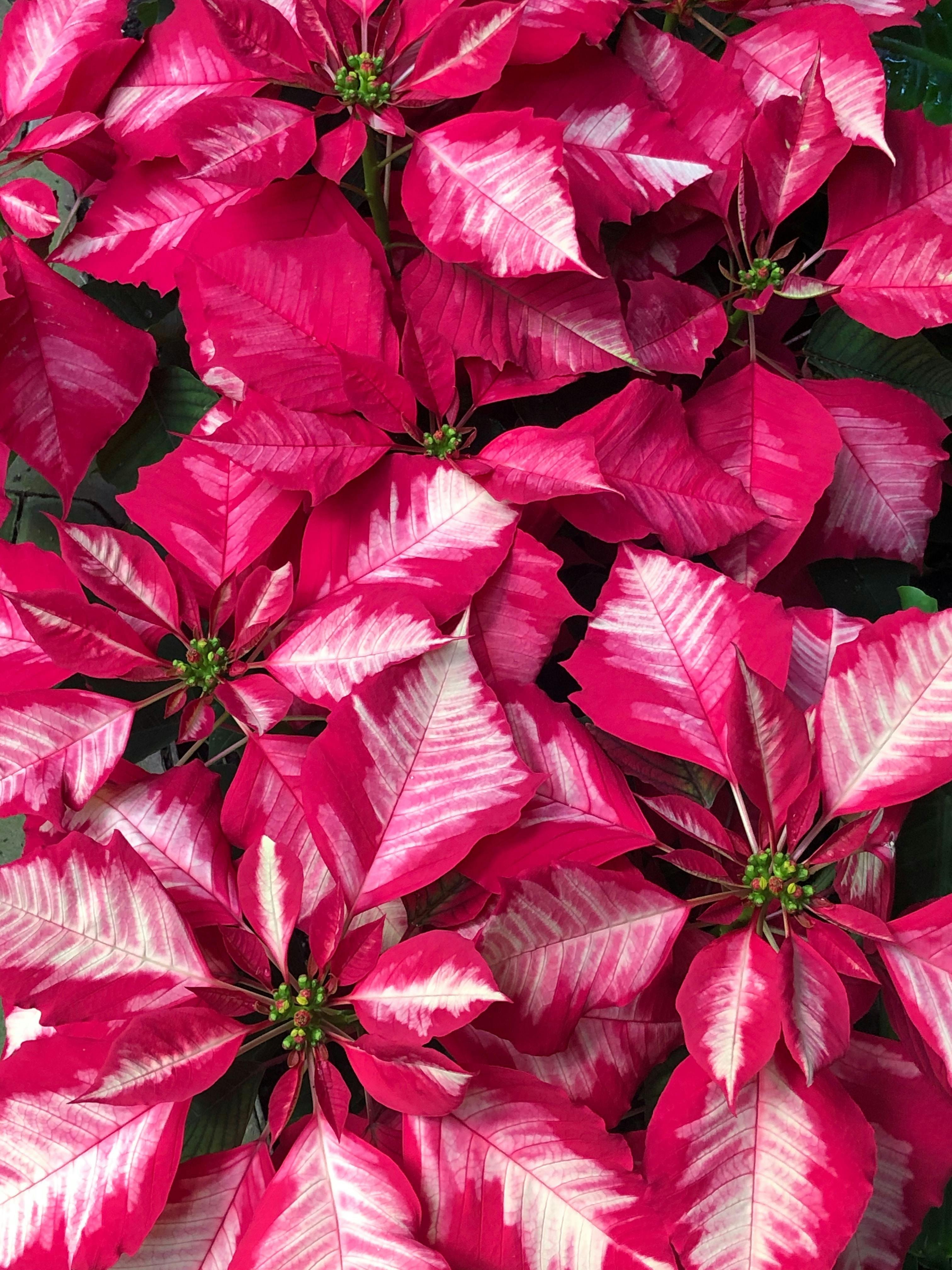 poinsettias