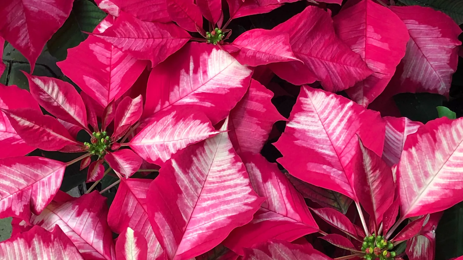 poinsettias