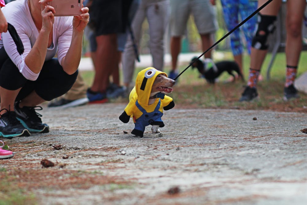 Tracker, a miniature dachshund, struts down the runway dressed as a minion from the movie series “Despicable Me.” Tracker won second place in the costume contest that was held after the races.