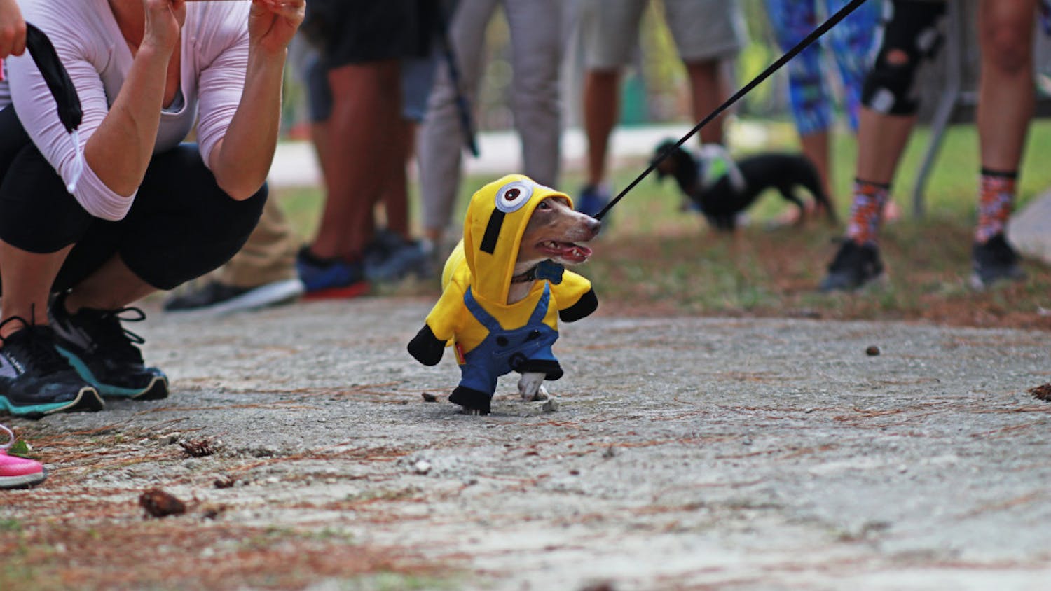 Tracker, a miniature dachshund, struts down the runway dressed as a minion from the movie series “Despicable Me.” Tracker won second place in the costume contest that was held after the races.