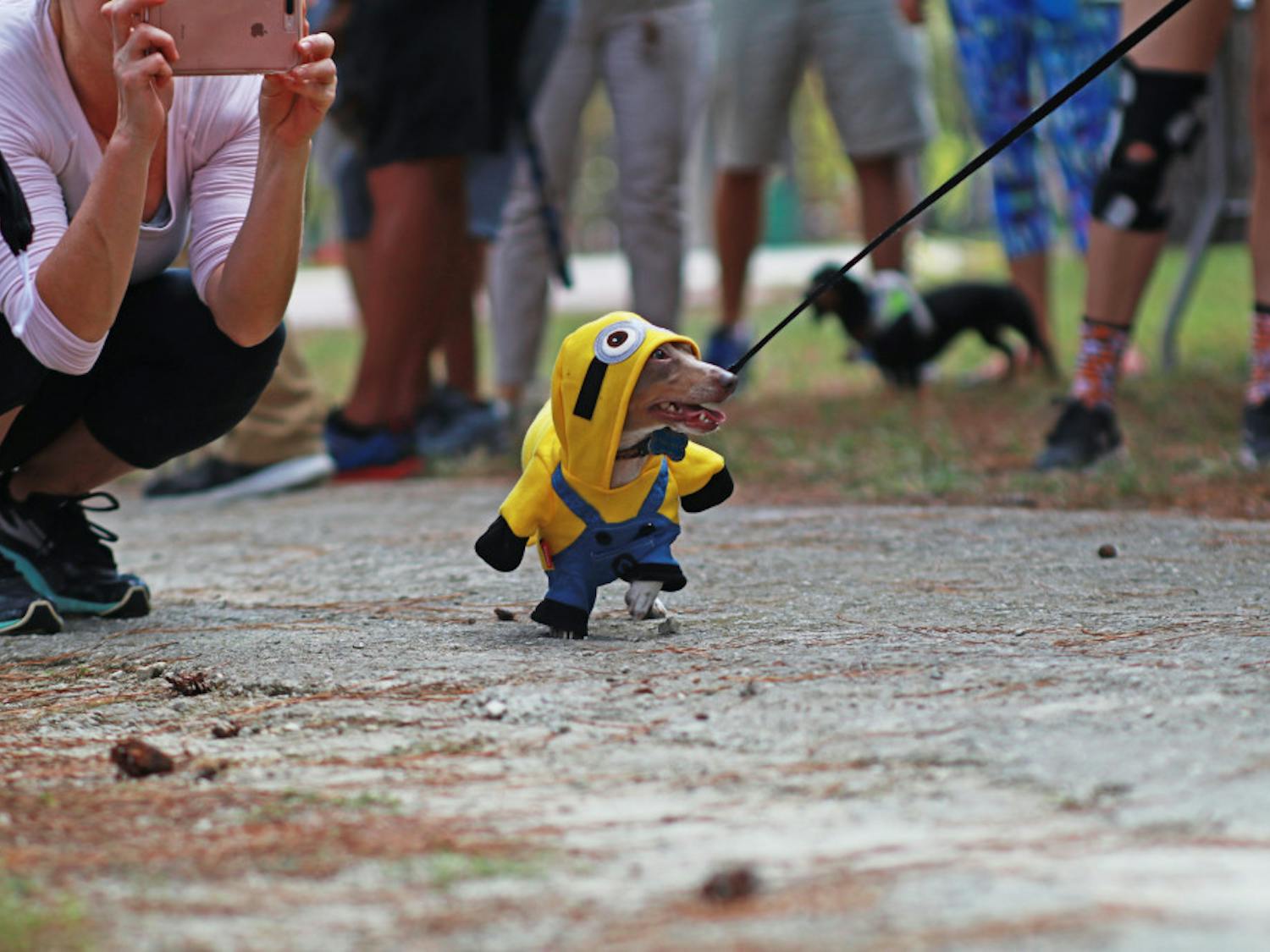 Tracker, a miniature dachshund, struts down the runway dressed as a minion from the movie series “Despicable Me.” Tracker won second place in the costume contest that was held after the races.